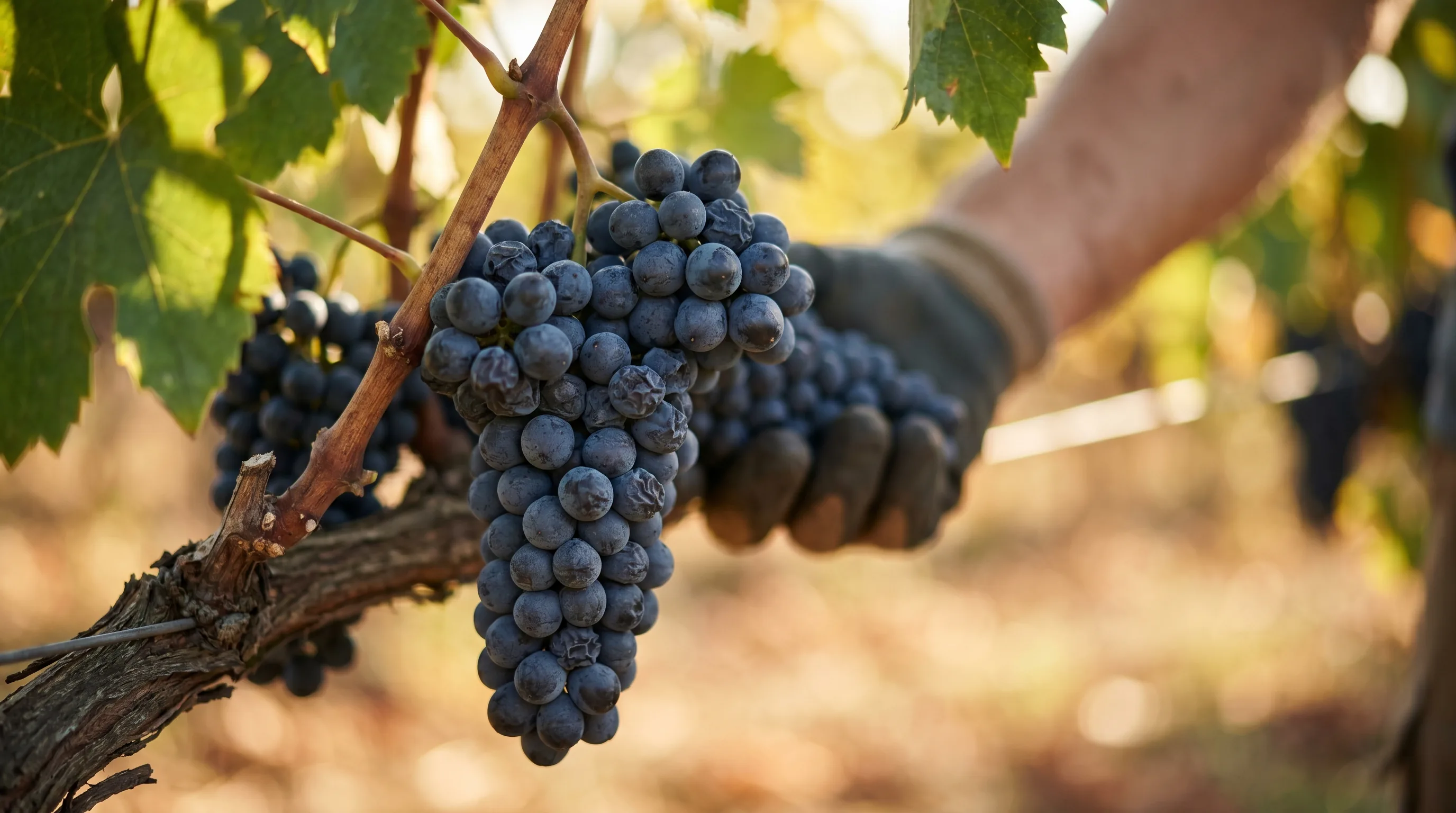 Blauer Portugieser - der leichte Rotwein der Thermenregion