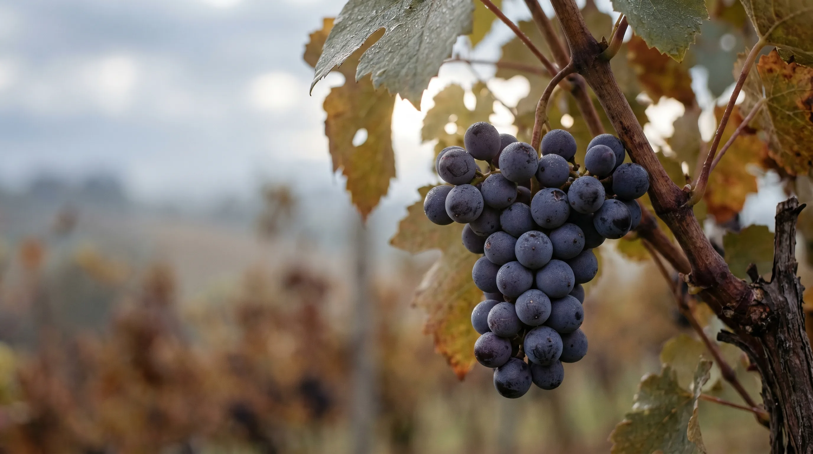 Blauer Wildbacher - die Schilcher-Rebsorte aus der Weststeiermark