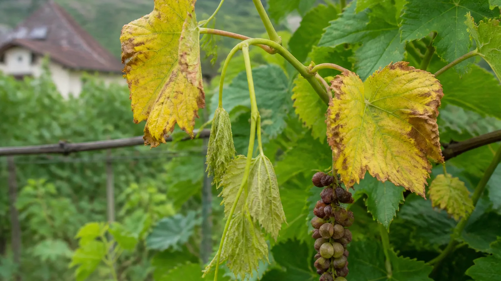 Flavescence dorée - die Quarantänekrankheit im Weingarten