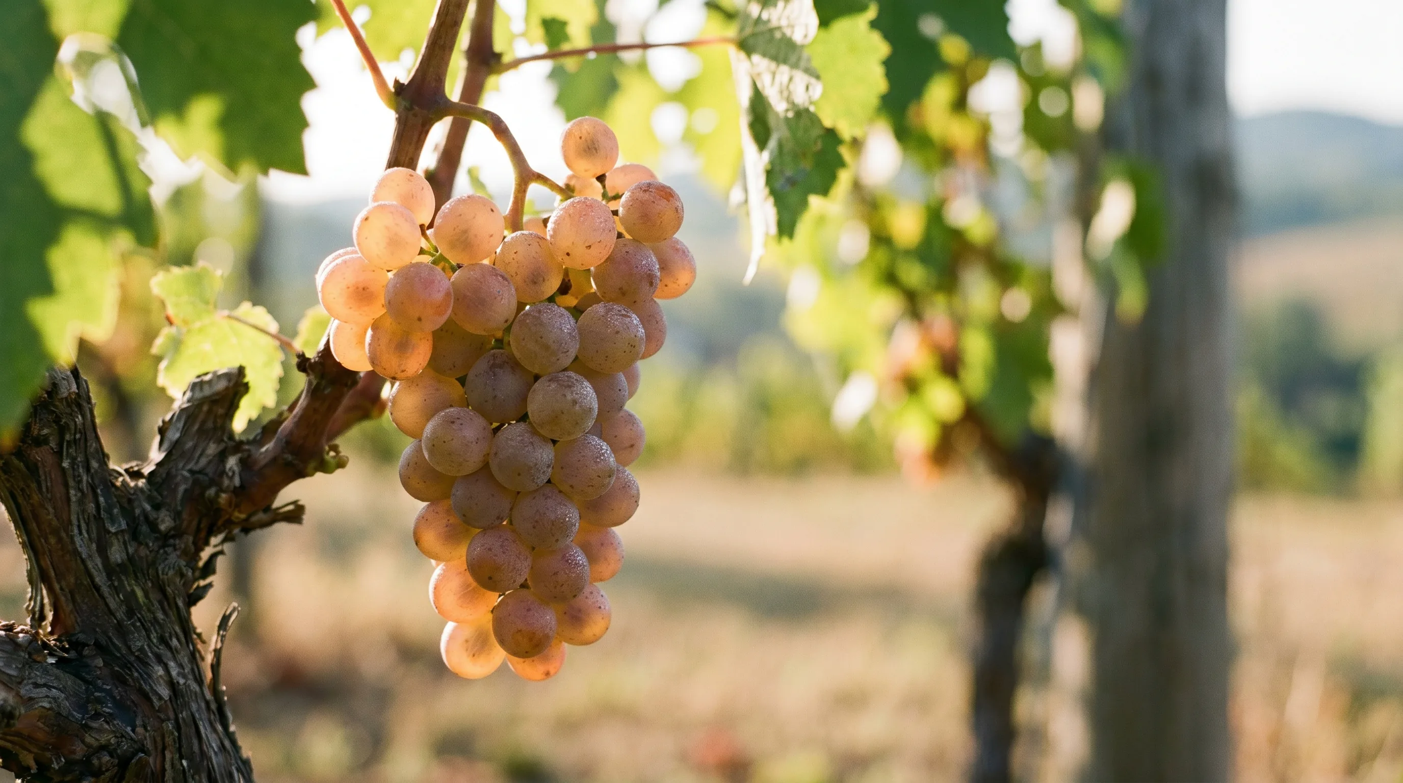 Frühroter Veltliner (Malvasier) - die verschwindende Tradition