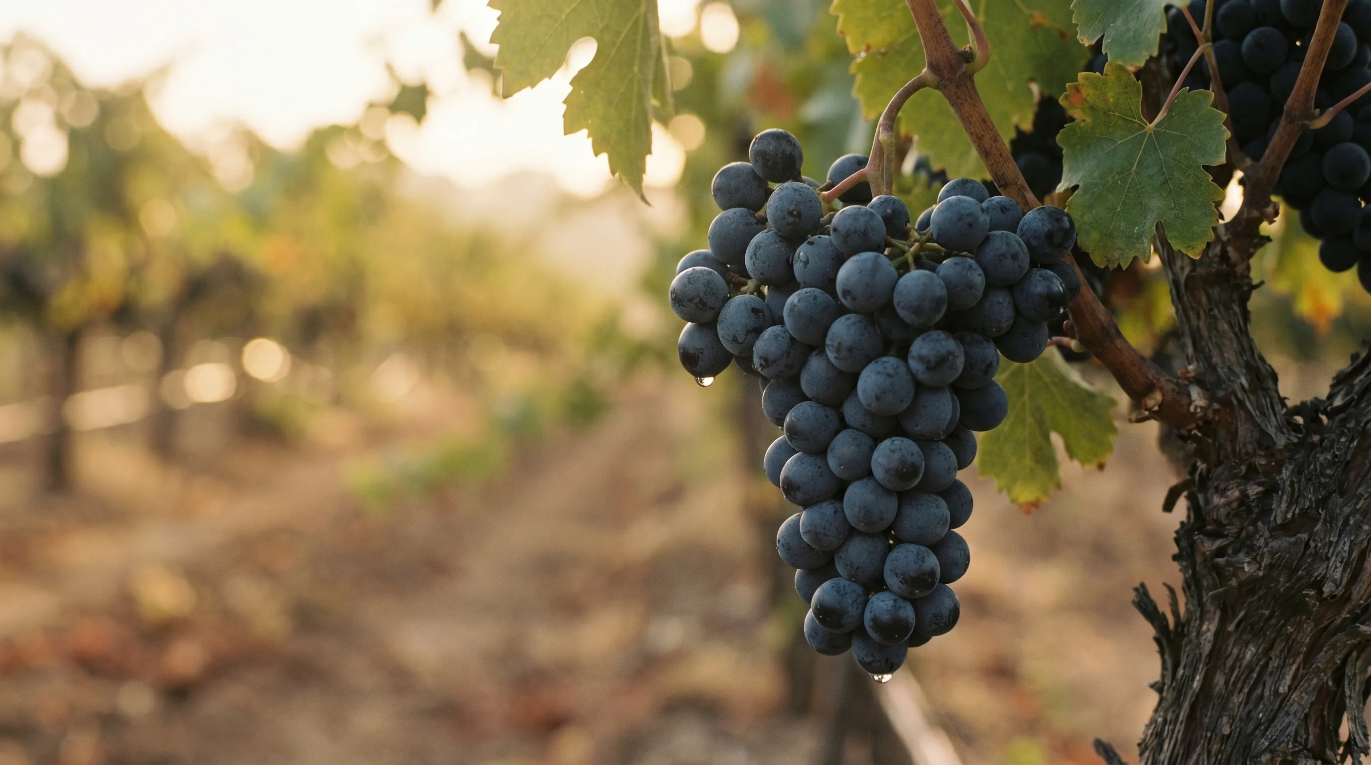 Rathay - die moderne Klosterneuburger Rotwein-Züchtung