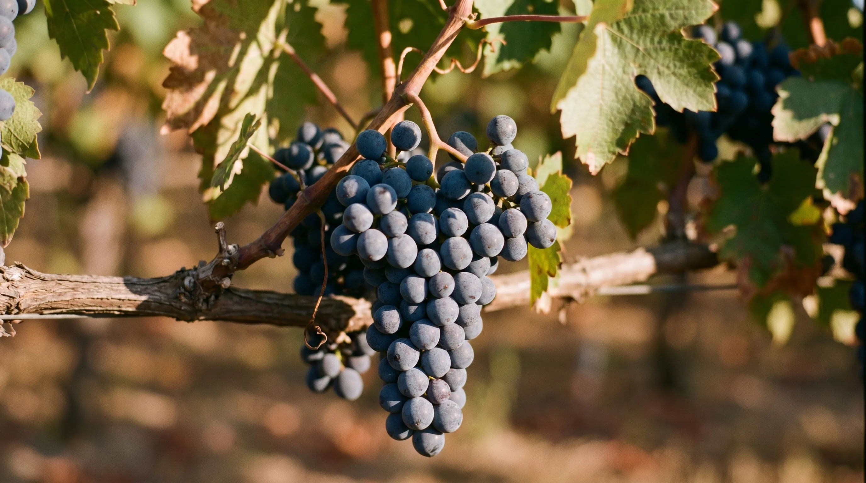 Rösler - die PIWI-Neuzüchtung aus Klosterneuburg