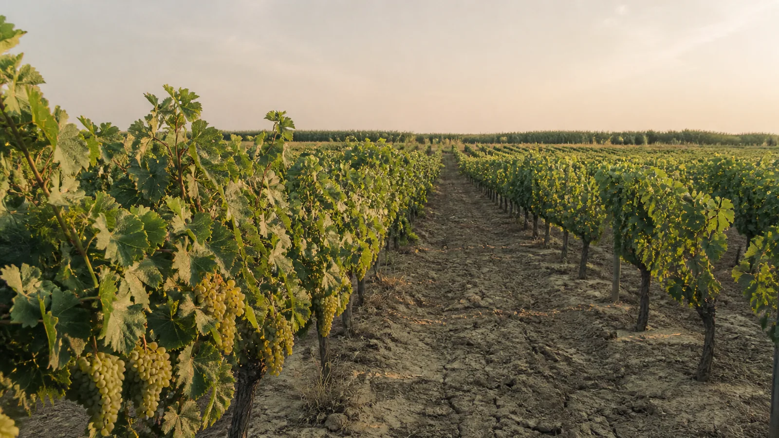 Weinlese 2026 - Europa erntet so früh wie nie zuvor
